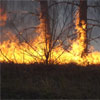 Масштабна пожежа на Чернігівщині: горять 70 гектарів