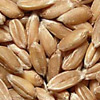 Пшеницю, яку вирощували трипільські племена, заборонили в часи колективізації