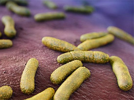 Корисні бактерії на шкірі людини захищають від шкідливих мікробів