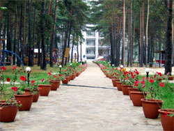 «Сосновий spa-курорт «Буймерівка 1936»