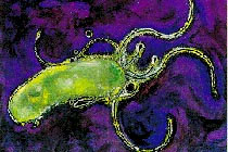 Бактерія Helicobacter pylori Бактерія Helicobacter pylori