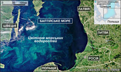 У Балтійському морі катастрофічне цвитіння водоростей