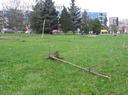В Ужгороді вандали знищили алею сакур – громадські організації просять захисту в Президента В Ужгороді вандали знищили алею сакур – громадські організації просять захисту в Президента
