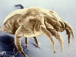 Pyroglyphidae - пірогліфідний кліщ Pyroglyphidae - пірогліфідний кліщ