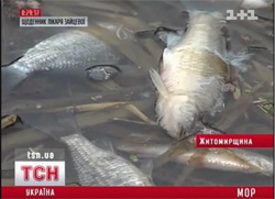 На Житомирщині екологічна катастрофа. Прокуратура, як завжди - імітує бурхливу діяльність