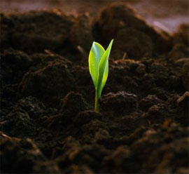 Парламент продовжив мораторій на продаж землі Парламент продовжив мораторій на продаж землі