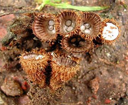 Келишки смугасті (Cyathus striatus)