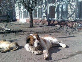 На Одещині збирають кошти на пам’ятник українському «Хатіко» На Одещині збирають кошти на пам’ятник українському «Хатіко»
