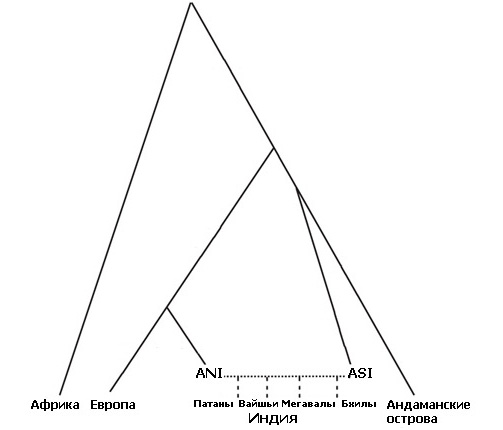 Тут показана модель появи патанів, вайш`ї, мегавалів і бхілів як суміш “північних” (ASI) і “південних” (ANI) предків, а також їхнє відношення до інших націй. Генетикам вдалося досить точно побудувати Філогенетичне древо, але вони так і не визначилися з датами розходження гілок (ілюстрація Nature).